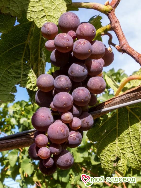 Виноград Катавба