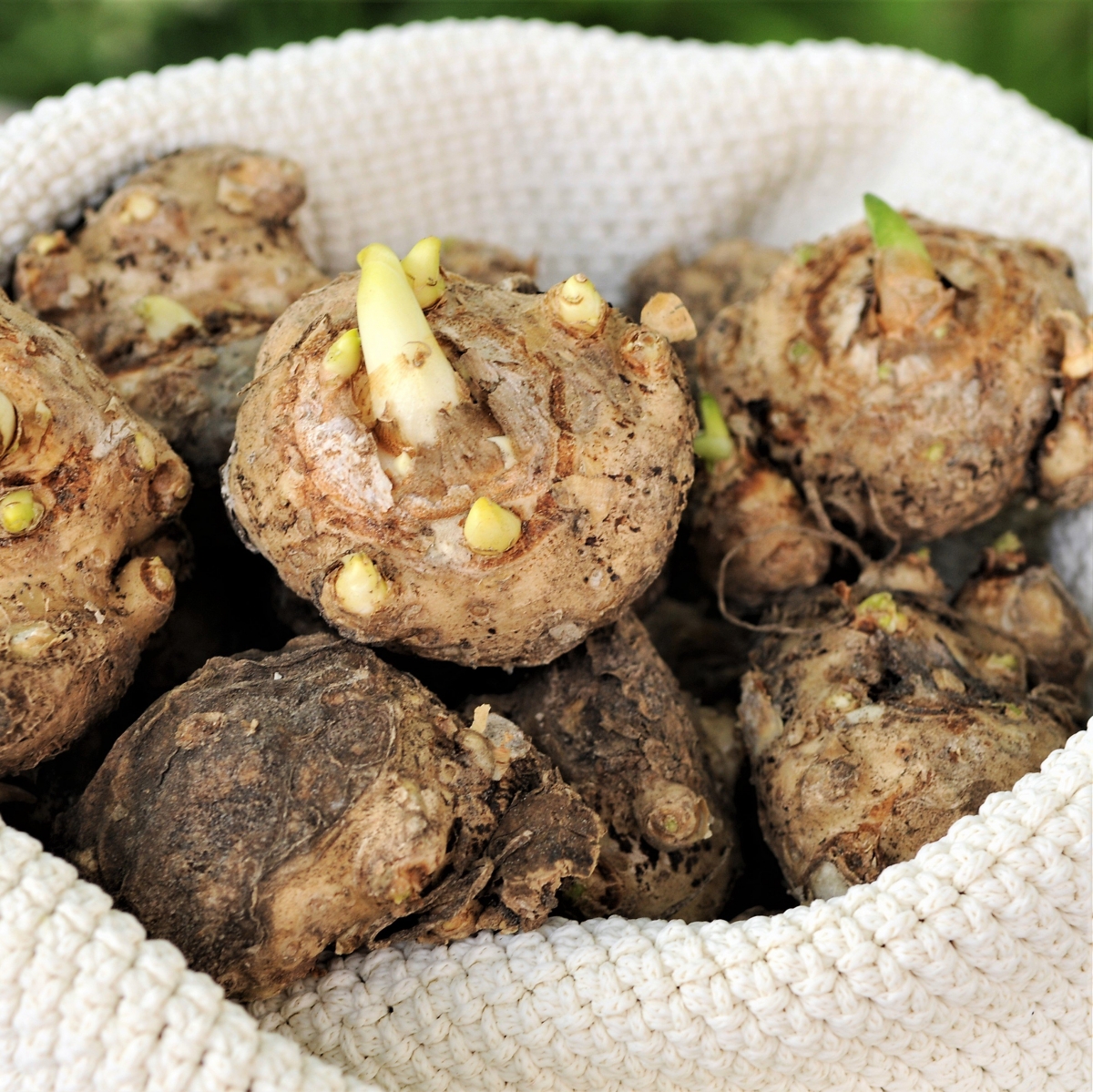 Калла Ред Алерт