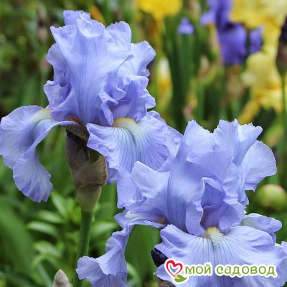 Ирис германский Бэбблинг Брук