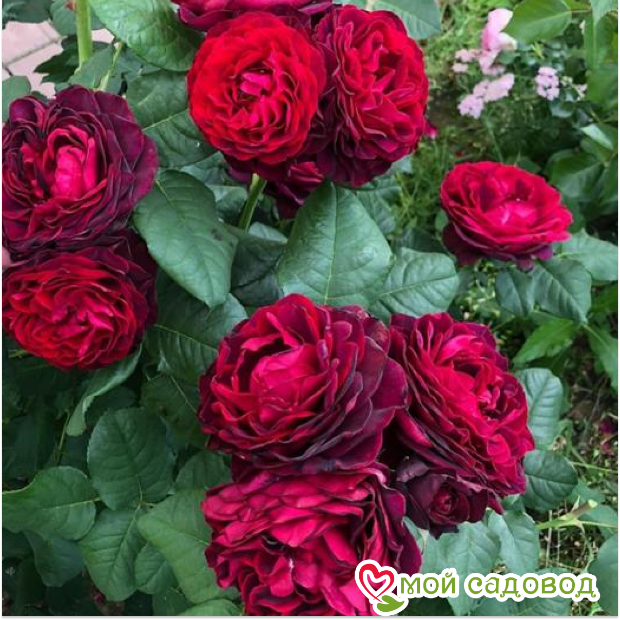 Роза Астрид Графин фон Харденберг кустарниковая